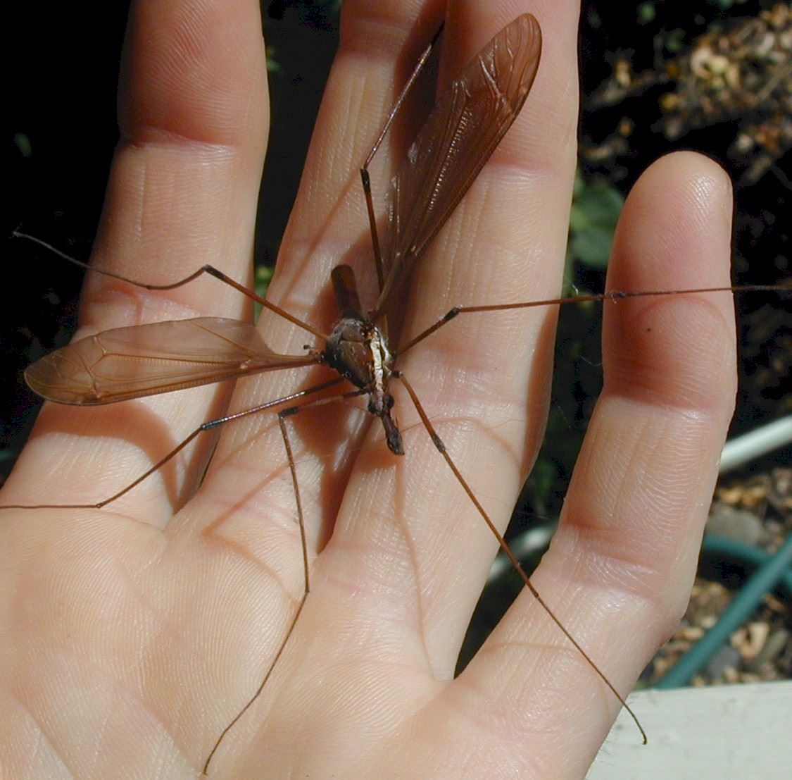 Cranefly