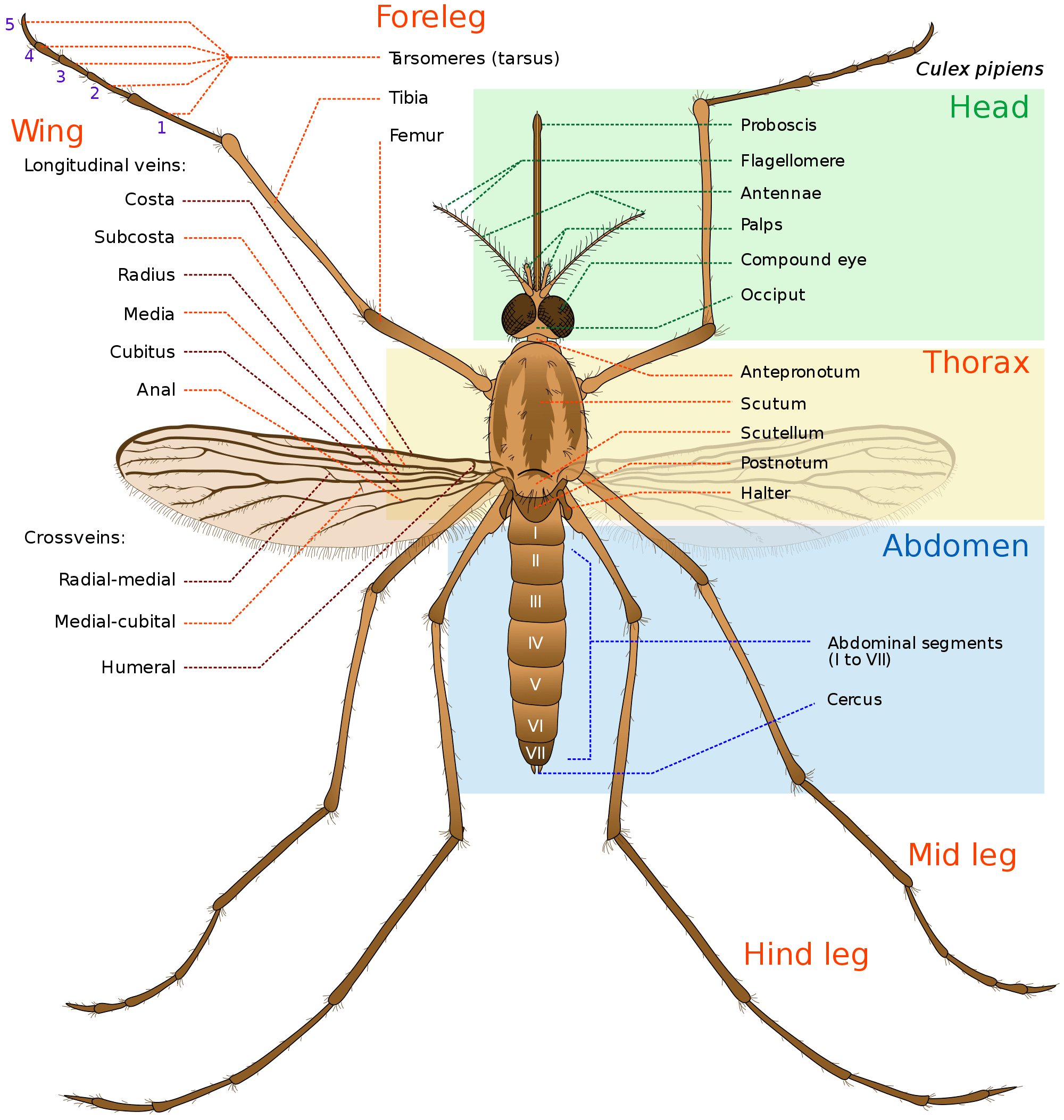 adult mosquito diagram